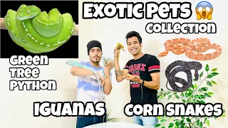 Green Tree Python In India | Corn Snakes | How to care of Python | Blue Iguana | Lutino Iguanas