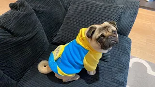 BEST DOG COSTUME | Pangpang the Pug models his Despicable Me Minion outfit (#short live dog clothes)