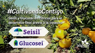 Silicio y cobre para los cítricos | Seisil y Glucosei