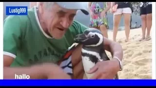 Geretteter Pinguin: Freund fürs Leben