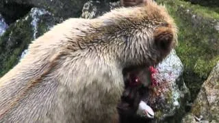 Brown Bear eating salmon at Anan Creek, July 2012