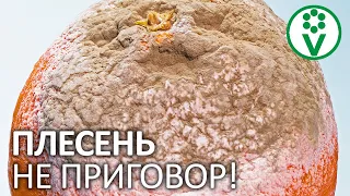 ИСПОРЧЕННОЕ ВАРЕНЬЕ ЗАСЛУЖИВАЕТ ВТОРОЙ ШАНС! Как использовать испорченные фрукты и закатки?