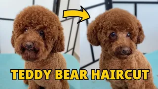 Teddy Bear Haircut | Toy Poodle