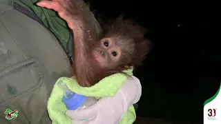 Baby Orangutan Galaksi's Rescue