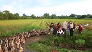 ชาวญี่ปุ่นต้านไม่ไหว หลงรักเป็ดไล่ทุ่งไทย จนต้องบินลัดฟ้าเพื่อมาทำสิ่งนี้ หลังดู Duck Academy
