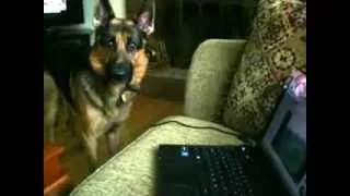 German Shepherd Dog listening to howling wolves