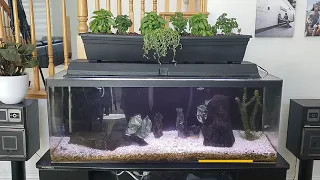 How to build DIY Aquaponic Fishtank addition.