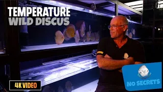 Temperature Wild Discus in santaremdiscusplus.com translated into Spanish and French / 4K