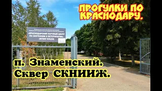 ПРОГУЛКИ ПО КРАСНОДАРУ/ СКВЕР СКНИИЖ/ ПОСЕЛОК ЗНАМЕНСКИЙ