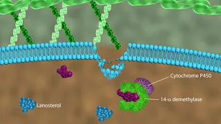 Mechanism of action of antifungal drugs