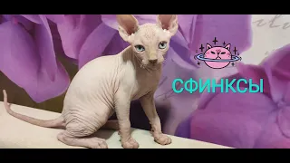 #Сфинкс #Кошки СФИНКСЫ.КОТЫ. Мать и дитя #БАТЛ