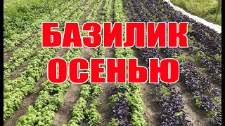 Базилик осенью -  БИЗНЕС или ПРОВАЛ ?