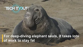 For deep-diving elephant seals, it takes lots of work to stay fat