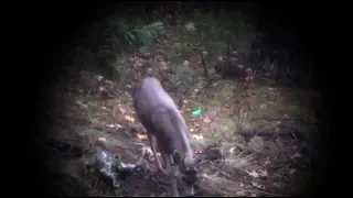 15 YARD ARCHERY SHOT - FIRST BLACKTAIL HUNT IN OREGON - PREY ON ADVENTURE