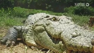 Crocodile Mom Scoops up Babies in Mouth