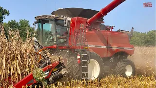 CASE IH 6150 Axial-Flow Combine Harvesting Corn