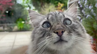 Ein Tag im Leben meiner Katze