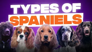 10 Different Types of Spaniels