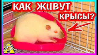 КРЫСА - АРХИТЕКТОР!  ВСЕ ПОГРЫЗЛИ... / ЧЕМ КОРМИТЬ КРЫС? / Уборка КЛЕТКИ / Alisa Easy Pets