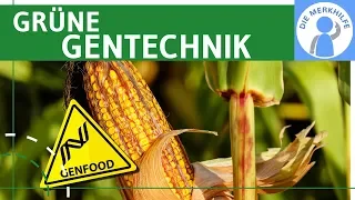 Grüne Gentechnik - Transgene Pflanzen & Tiere einfach erklärt - Methoden, Gentransfer & Beispiele