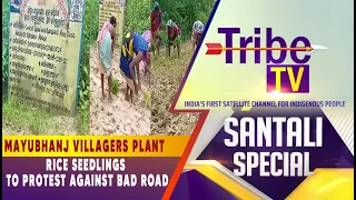 MAYUBHANJ VILLAGERS PLANT RICE SEEDLINGS TO PROTEST AGAINST BAD ROAD | SANTALI SPECIAL | TRIBE TV