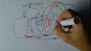 Cardiovascular System Disorders, Parts 1 - 5