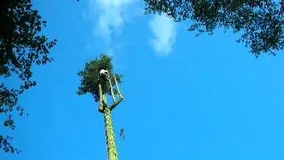 The Treecare Company - Lake District and Cumbria Tree Surgeons - Top of Tree Removal.