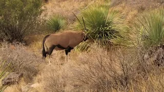 Oryx, Las Cruces, Dripping Springs, NM