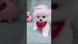 Cute pomeranian puppy | Mini Pomeranian Dog Videos | Cute animals videos _16#Shorts