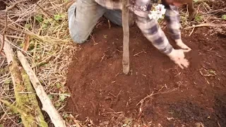 Mature Fruit Trees: We Planted our Homestead Orchard Today