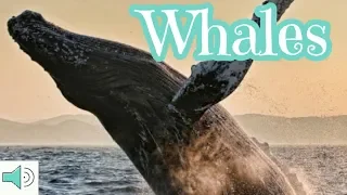 WHALES - learning video for Kids - educational video for children