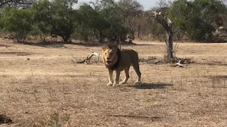 Massive 10 year old Male Lion calling