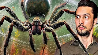 Heimische Spinne mit EXTREMEN Fähigkeiten! Ist sie gefährlich?