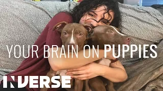 Your Brain On Puppies | Inverse