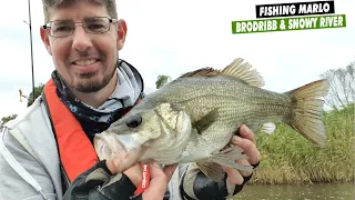 surface fishing for estuary perch on the Brodribb River Marlo