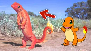 Pokemon In Real Life 2021 (Part 7) | Real Life Pokémon In Hindi | Real Life Charmander | AIO Mystery