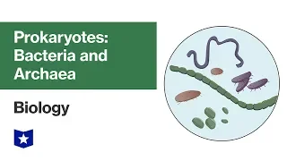 Prokaryotes: Bacteria and Archaea | Biology