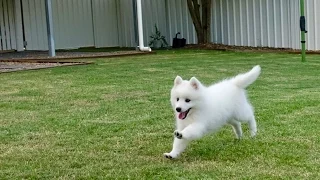 Akira's Second Video - 10 week old Japanese Spitz