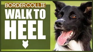 How To Get Your BORDER COLLIE To WALK TO HEEL