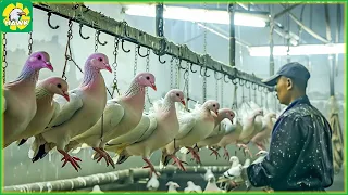 🕊️ How Farmers Raise and Process Millions of Pigeons | Processing Factory