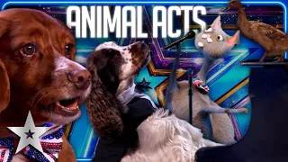 FUR-TASTIC Animal Acts of BGT 2023! | Auditions | Britain's Got Talent