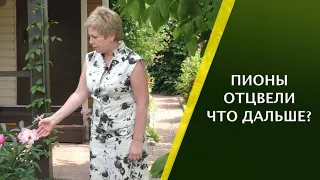 КАК УХАЖИВАТЬ ЗА ПИОНАМИ ПОСЛЕ ЦВЕТЕНИЯ!!