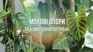 УСЕ З МОГО ДОСВІДУ ПРО МОХОВІ ОПОРИ та для яких рослин вони потрібні