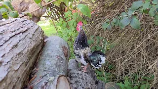 Rooster Crowing in Slow Motion