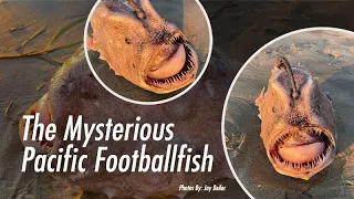 The Mysterious Pacific Footballfish