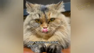 ЛУЧШИЕ ПРИКОЛЫ С КОТАМИ 2021 😻 СМЕШНЫЕ СОБАКИ 🐶 ПРИКОЛЫ С ЖИВОТНЫМИ 😀 Talking cats 😻