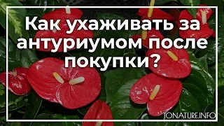 Как ухаживать за антуриумом после покупки? | toNature.Info