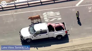 Cow runs loose on California freeway