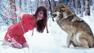 The Husband Left His Wife in the Woods to Die, Then a Wolf Appeared and Did Something Shocking!