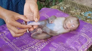 Daily Checking And Applying Medicine For Poor Baby Koko | Koko Fall Asleep During Mom Groom